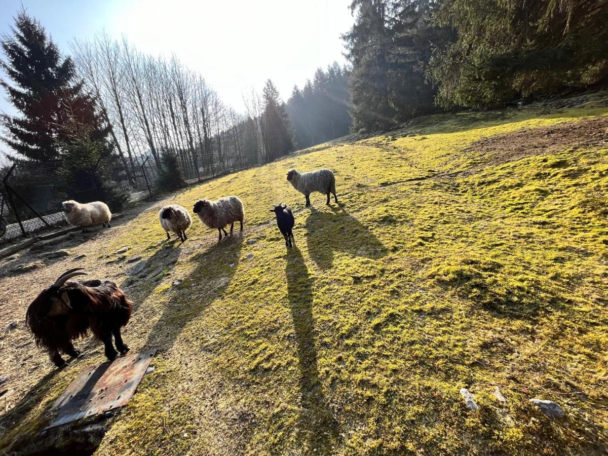 Ferme Des Jonquilles 15P - Billard, Ps4, Salle De Sport Gérardmer Esterno foto